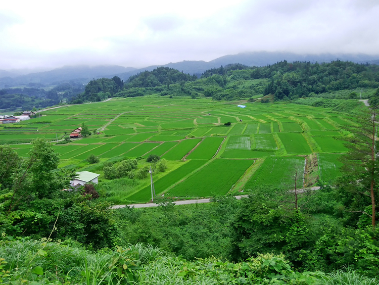 山形県　朝日町　椹平棚田（くぬぎたいら たなだ）