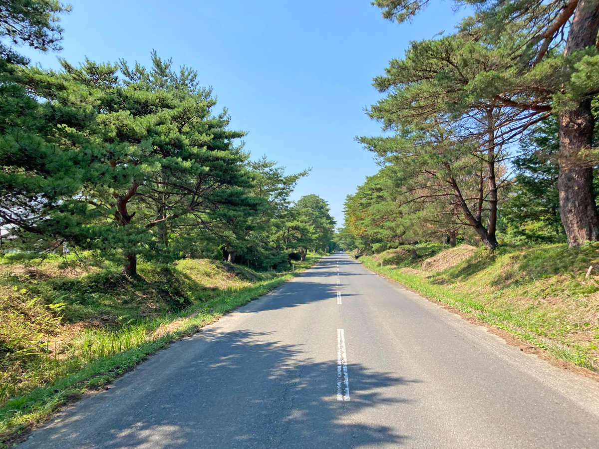 福島県道121号線（旧陸前浜街道松並木）